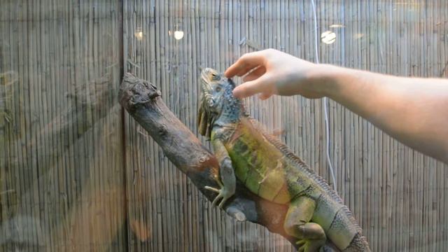 Контактный зоопарк "НАША ФЕРМА" в Липецке смотреть онлайн