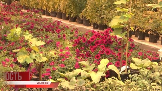 Ульяновск расцветает. Как обустроят город к лету смотреть онлайн