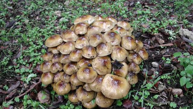 I Fiori della Sardegna смотреть онлайн