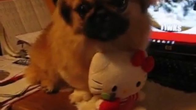 LKLs October Gold Pekingese, AKC Cookies Spot 8mths Nov25 2019 смотреть онлайн