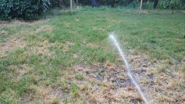 после жаркого дня. Ньюфаундленды с Берега Дона смотреть онлайн