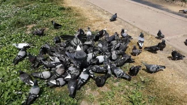 Смоленск. Прогулка. Парк 1100-летия Смоленска смотреть онлайн
