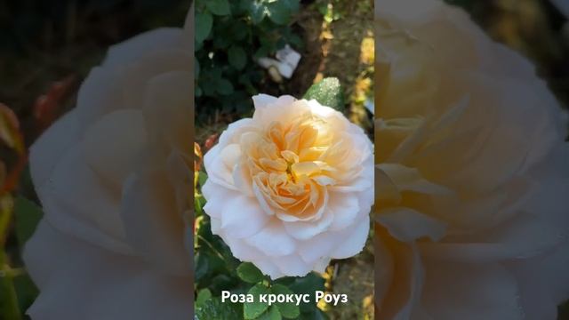 Роза крокус Роуз / rose Crocus rose смотреть онлайн