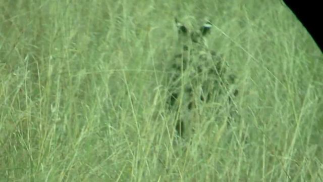 Kenya-Serval Cat смотреть онлайн