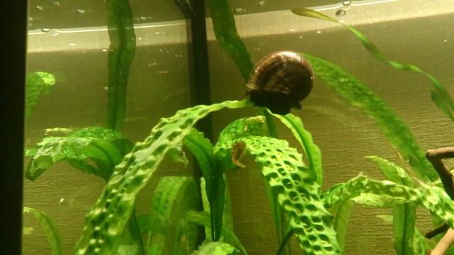 Карликовый Тетрадон охотится на улитку - Carinotetraodon travancoricus смотреть онлайн