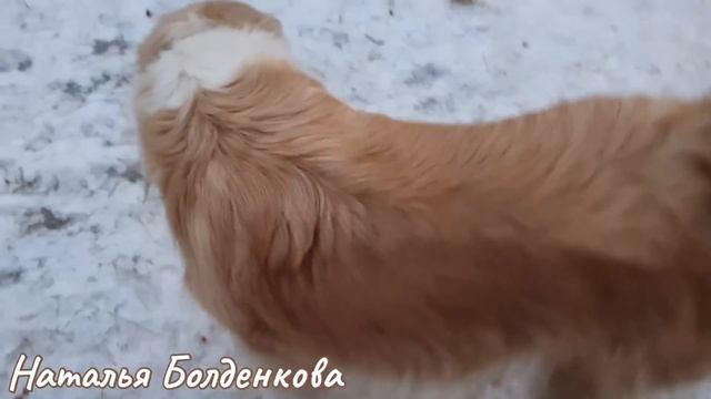 Берите любую козу》На все руки не от скуки》Роза кудахчет》Ношусь с Филей смотреть онлайн