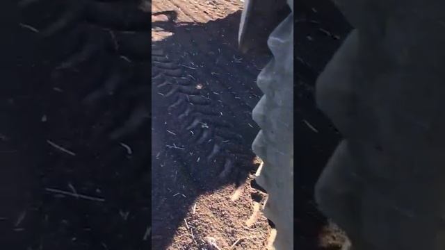 Капустная моль в СКО смотреть онлайн