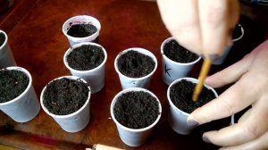 Пикировка БАЛЬЗАМИНА.