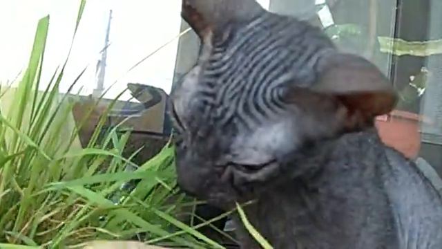 Коты сфинксы смотреть онлайн