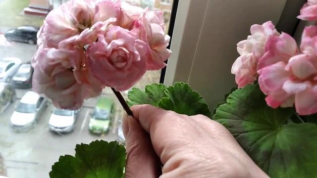 Пеларгонии Denise и Fischers Appleblossom. и Peppermint twist. смотреть онлайн