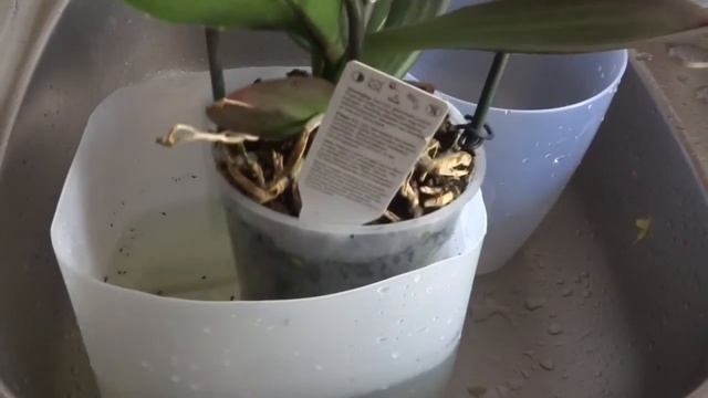 Секреты выращивания орхидей - Как удобрять орхидеи? смотреть онлайн