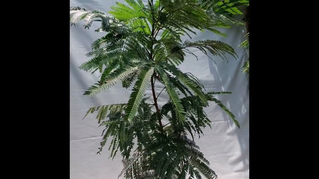 Acacia Roja 2.1m смотреть онлайн