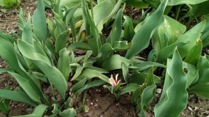 Тюльпаны из семян от 1 года до цветения.