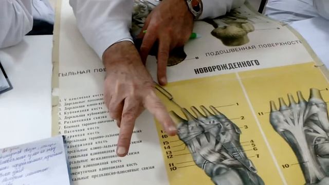 Суставы нижней конечности смотреть онлайн