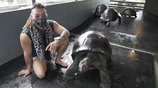 UDAH GILA ! KURA DARAT TERBESAR DI DUNIA GALAPAGOS TORTOISE ORANG INI PUNYA ?! смотреть онлайн