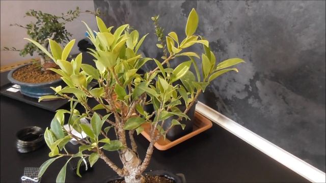 Bonsai Ficus Retusa és Kínai Szil смотреть онлайн