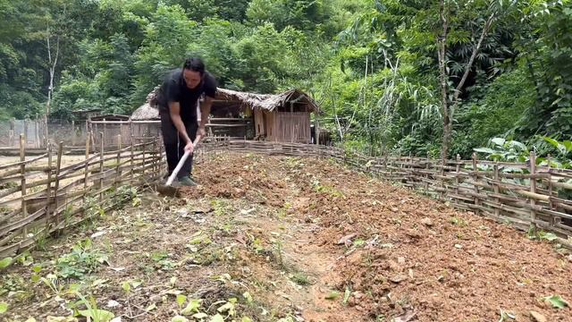 Black pigs give birth, Harvest mustard greens Goes to the market sell, Vàng Hoa смотреть онлайн