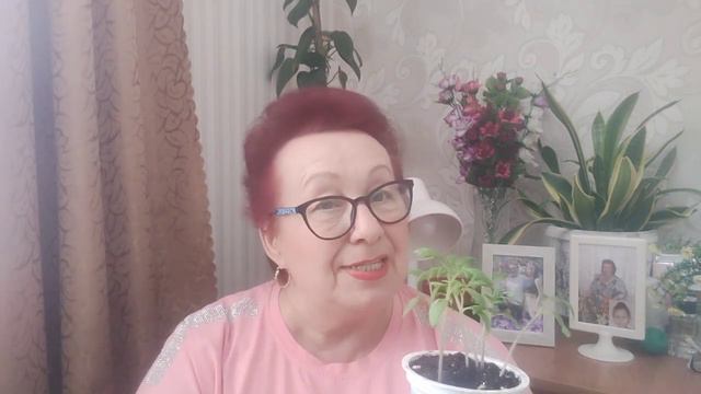 листовая подкормка для🍅🍅🍅🍅🍅 смотреть онлайн