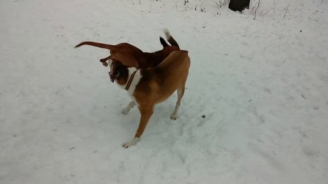 Выжла валяет здоровяка