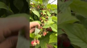 Малина маджестик