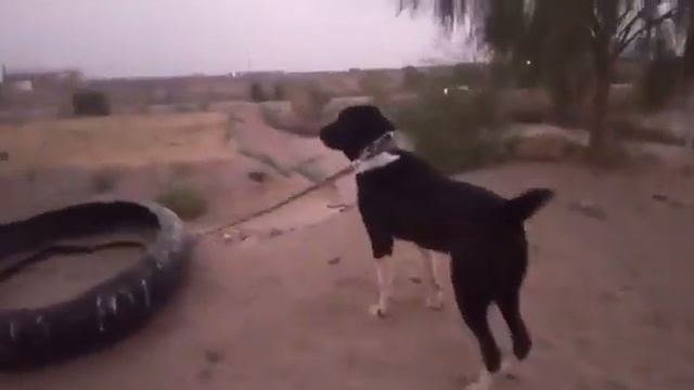 Гарахан перспективный сильный кабель/ Aboriginal Dogs Alabai. Туркменский Волкодав.