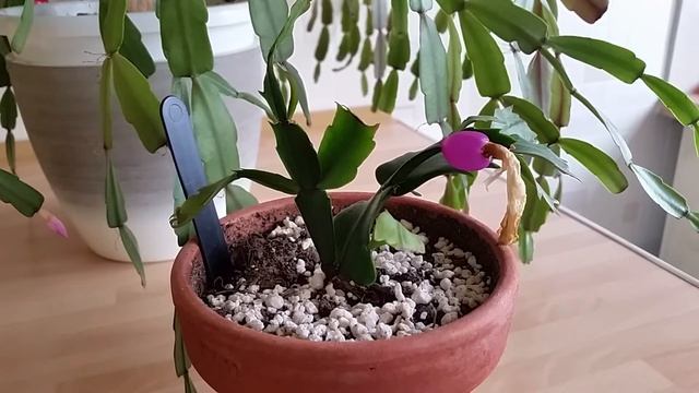 Schlumbergera Cacti: Cross Pollinating And Harvesting Seeds