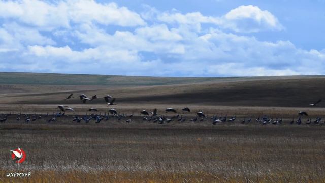 Прощальный круг (Отлет журавлей. Даурский заповедник) смотреть онлайн