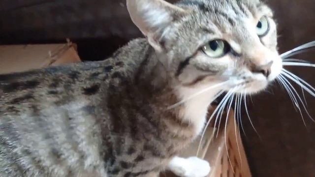 Yavru Kediyi Annesi Sanan Kedi, Buradan Kovuldu. смотреть онлайн