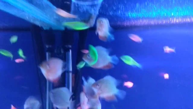 Северум красный жемчуг, кормление, обзор 2, хикари смотреть онлайн