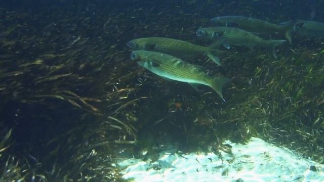LIVE Watersports Weeki Wachee Adventure смотреть онлайн