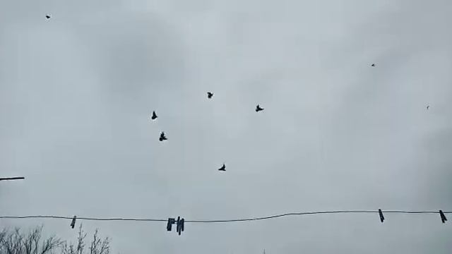 БОЙНЫЕ ГОЛУБИ "АРТЕМОНЫ" РОСТОВСКАЯ.ОБЛ С. САНДАТА 11.04.2021. смотреть онлайн