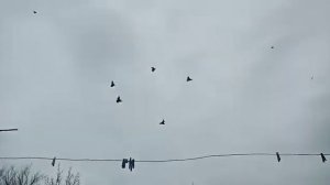 БОЙНЫЕ ГОЛУБИ «АРТЕМОНЫ» РОСТОВСКАЯ.ОБЛ С. САНДАТА 11.04.2021.