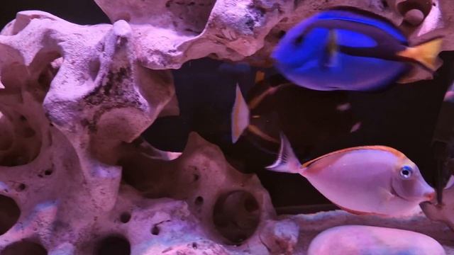 Желтая зебрасома смотреть онлайн