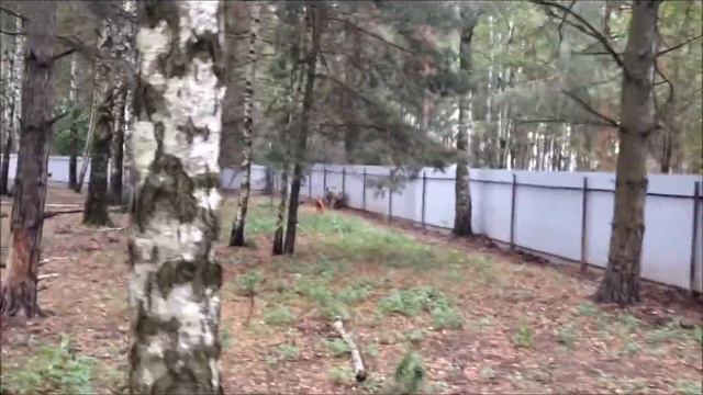 Аскай, натаска по кабану смотреть онлайн