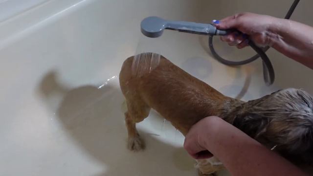 PET SHOWER BATHTUB FAUCET ATTACHMENT REVIEW смотреть онлайн