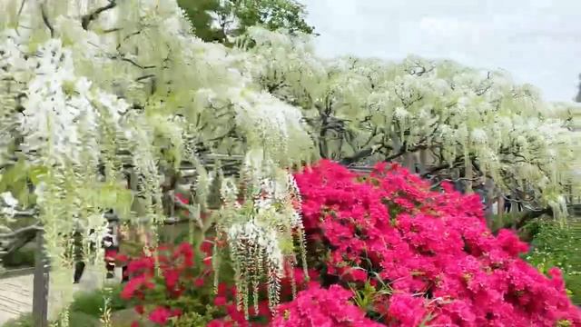 ASHIKAGA FLOWER PARK 2022/WHITE WISTERIA AND PURPLE WISTERIA//Mideth Supocado