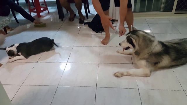 Siberian Husky VS American Bully смотреть онлайн