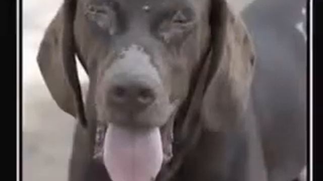 'Cursed be the hand which kills a dog'(Flamenco) смотреть онлайн