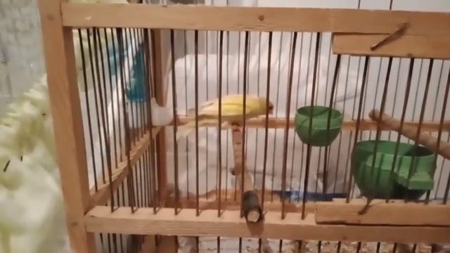 Кладка канарейки. Ответы на вопросы.