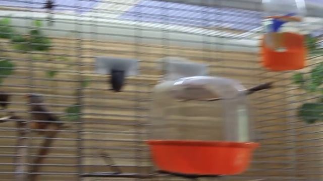 острохвостая амадина смотреть онлайн