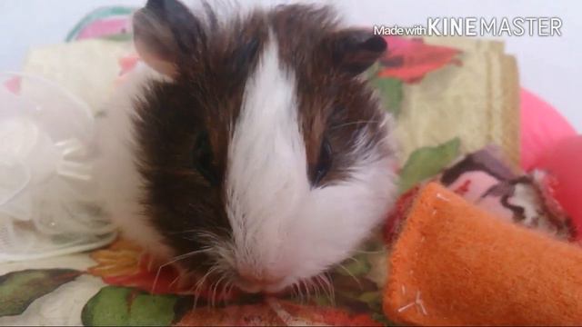 Морская свинка Ник/ давай знакомиться? смотреть онлайн