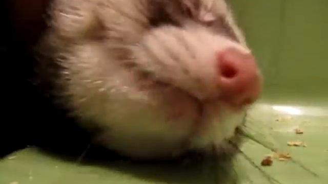 Хорек  Еле разбудил его