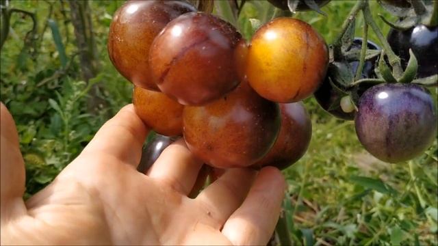 Томат ЛЕСНОЙ СИНИЙ ШМЕЛЬ ? или Bosque Blue Bumblebee??? смотреть онлайн