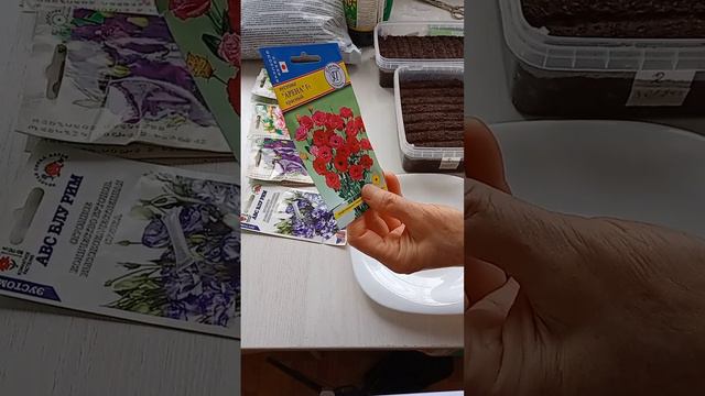 ЭУСТОМА.Первые посевы в новом году.