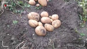 Картофель Адретта/Приятный сюрприз