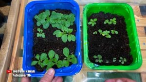 Желтеет рассада петунии! Как быстро спасти рассаду!