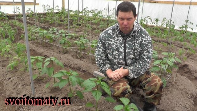 Важная подкормка перцев после высадки смотреть онлайн