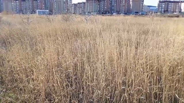 Сюрприз из Элисты. Салькн - Ветер )))