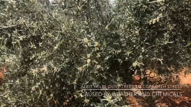 "Relieving stress symptoms in olive orchards" - presentation film (August 2019). смотреть онлайн