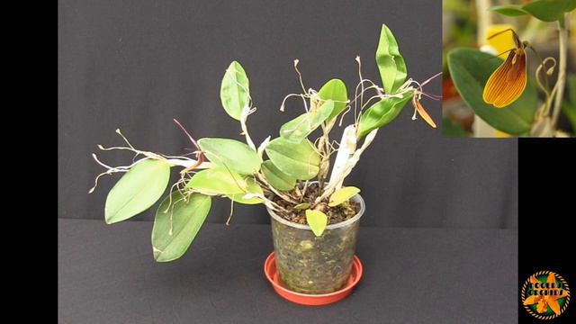 Project Orchids Final Update Pt 4 - The Shady/Cooler Types смотреть онлайн